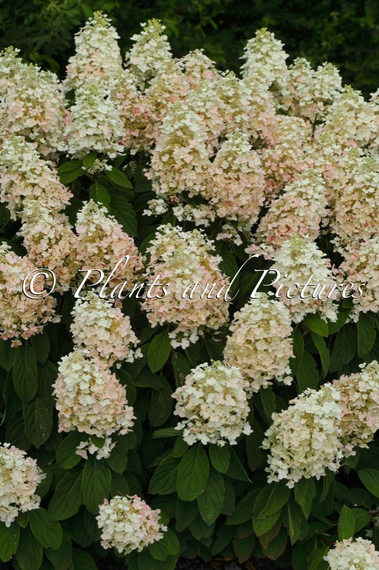 Hydrangea paniculata ‘PIIHPI’ (BABY LACE)