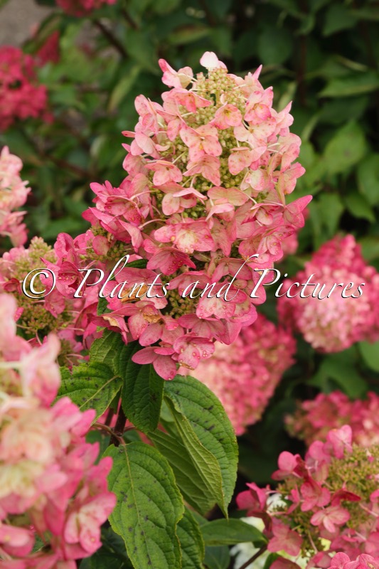 Hydrangea paniculata ‘Big Chine’