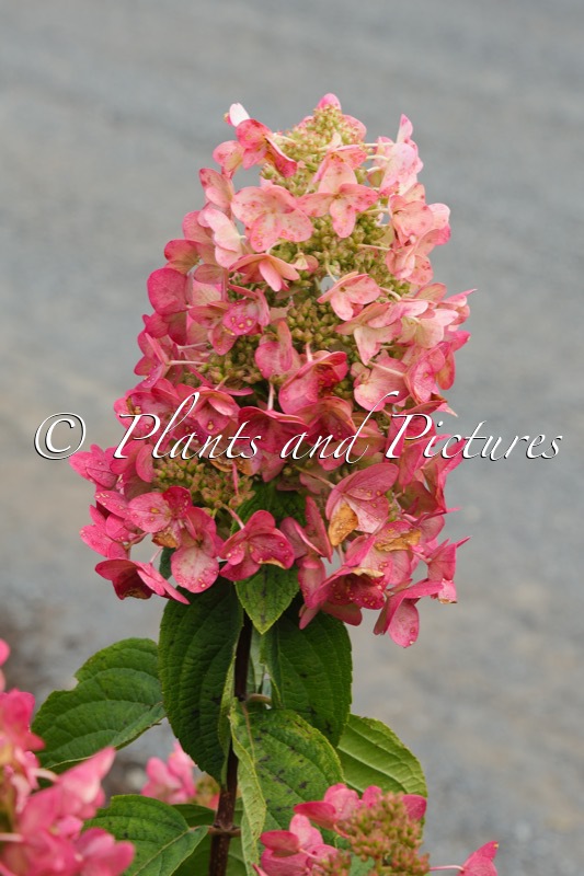 Hydrangea paniculata ‘Big Chine’