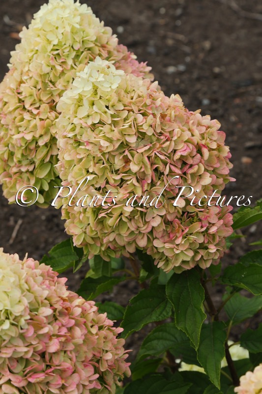 Hydrangea paniculata LIVINGNO1535-1 (LIVING SUMMER BREEZE)