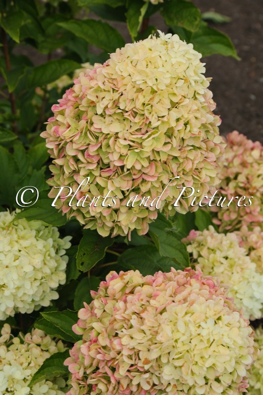 Hydrangea paniculata LIVINGNO1535-1 (LIVING SUMMER BREEZE)