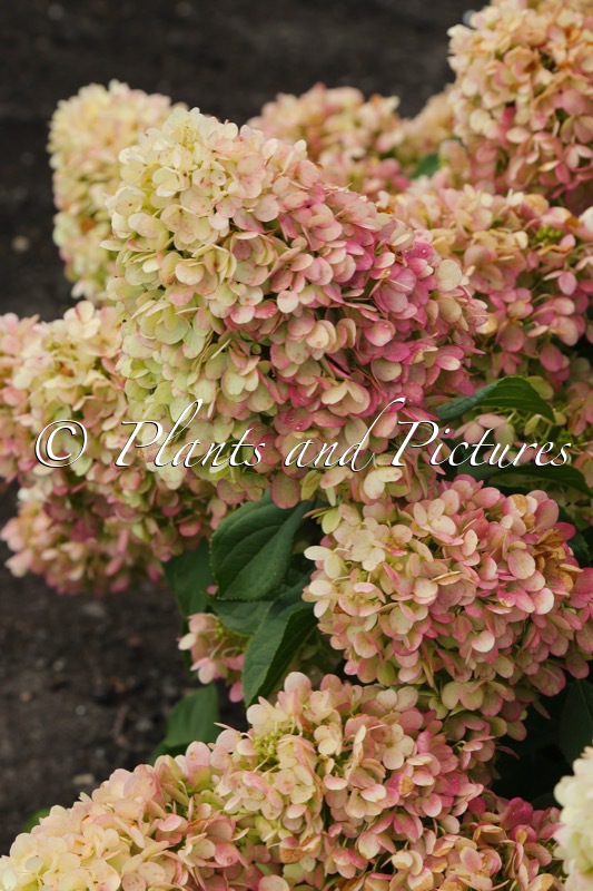 Hydrangea paniculata ‘LC NO28’ (LIVING SNOW STORM)