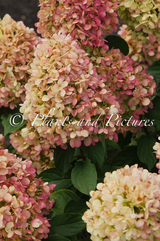 Hydrangea paniculata ‘LC NO28’ (LIVING SNOW STORM)