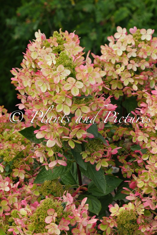 Hydrangea paniculata ‘Renxolor’ (PASTEL GREEN)