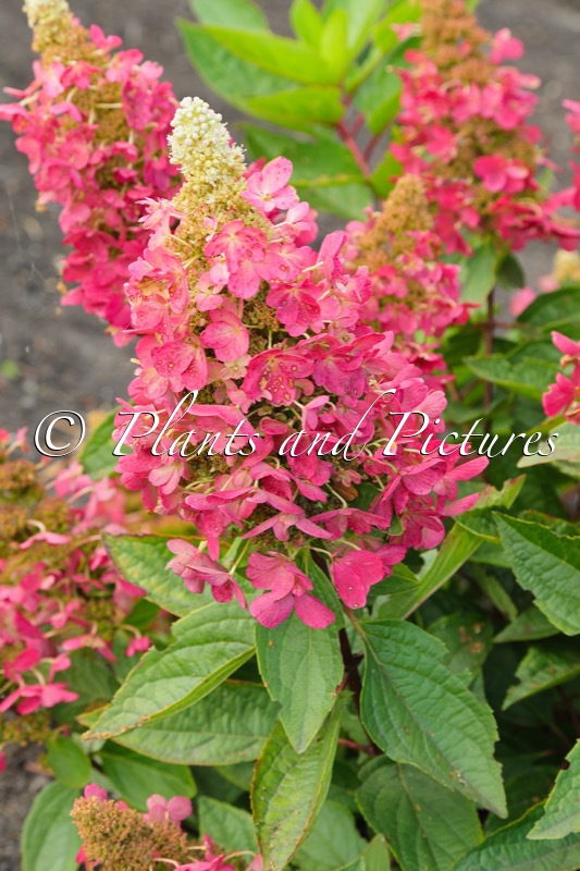 Hydrangea paniculata ‘Kolmavesu’ (MAGICAL VESUVIO)