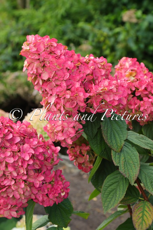 Hydrangea paniculata ‘SMNHPFL’ (FIRE LIGHT)