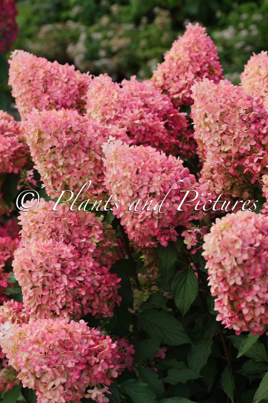 Hydrangea paniculata ‘SMHPPINKA’ (PINKACHU)