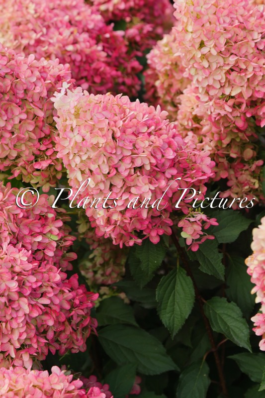 Hydrangea paniculata ‘SMHPPINKA’ (PINKACHU)