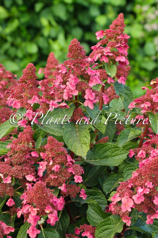 Hydrangea paniculata ‘LC NO9’ (LIVING INFINITY)