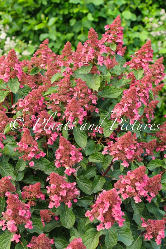 Hydrangea paniculata ‘LC NO9’ (LIVING INFINITY)