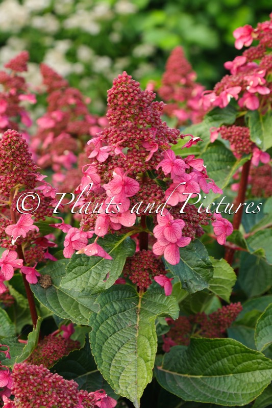 Hydrangea paniculata ‘LC NO9’ (LIVING INFINITY)