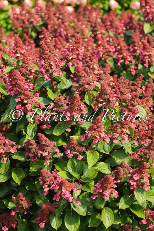 Hydrangea paniculata ‘LC NO9’ (LIVING INFINITY)