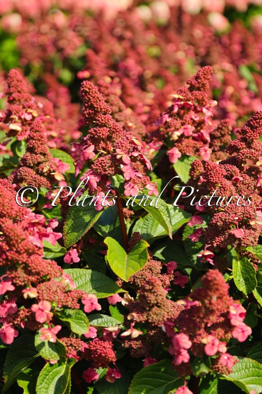 Hydrangea paniculata ‘LC NO9’ (LIVING INFINITY)