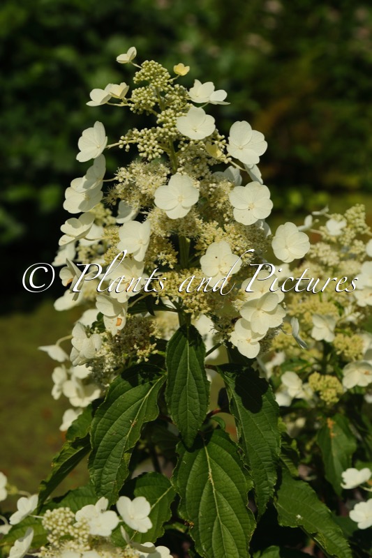Hydrangea paniculata ‘Ammarin’