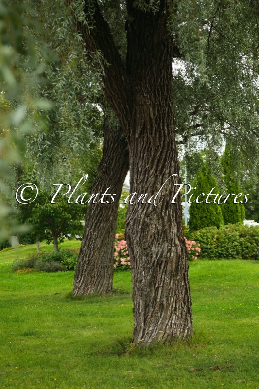 Salix alba ‘Sibirica’