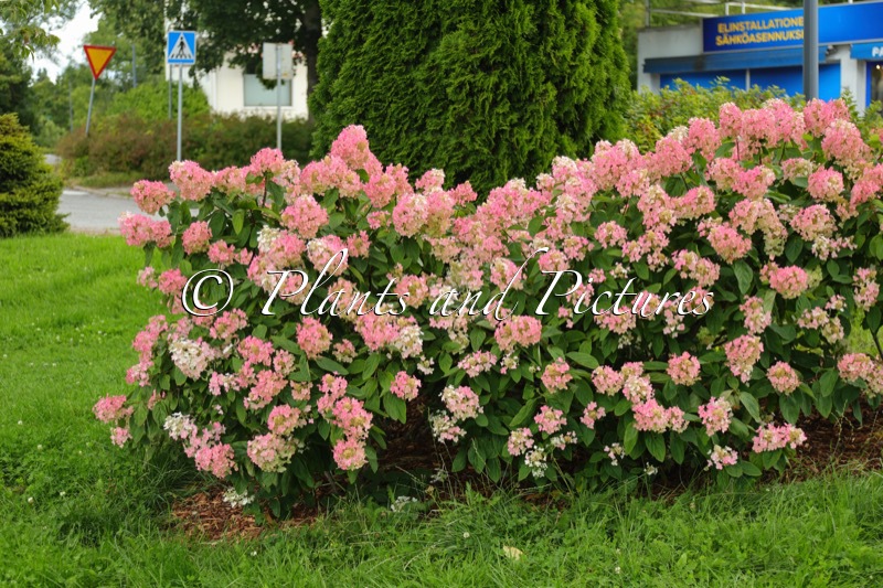 Hydrangea paniculata ‘Bokraplume’ (EVERLASTING FIRE; MAGICAL FIRE; MELANGE)