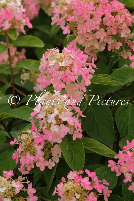 Hydrangea paniculata ‘Bokraplume’ (EVERLASTING FIRE; MAGICAL FIRE; MELANGE)
