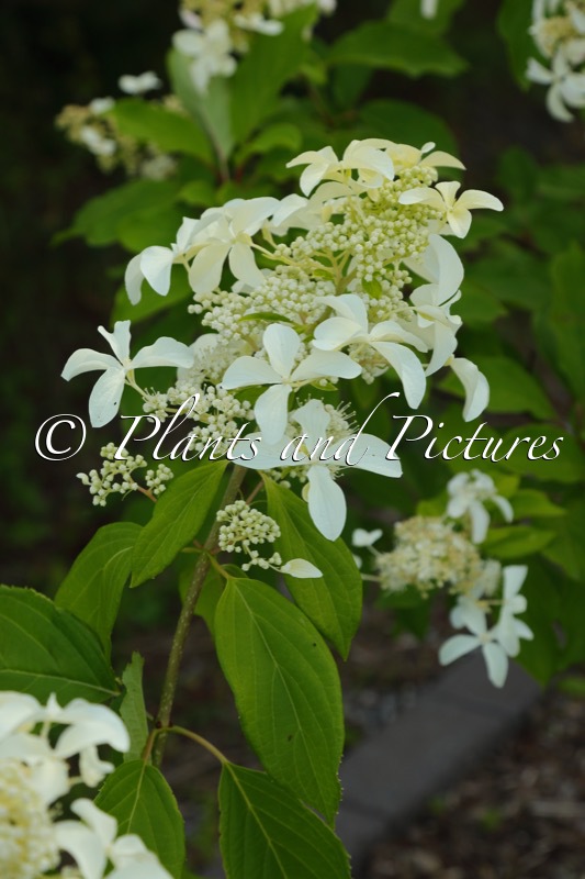 Hydrangea paniculata ‘Le Vasterival’ (GREAT STAR)