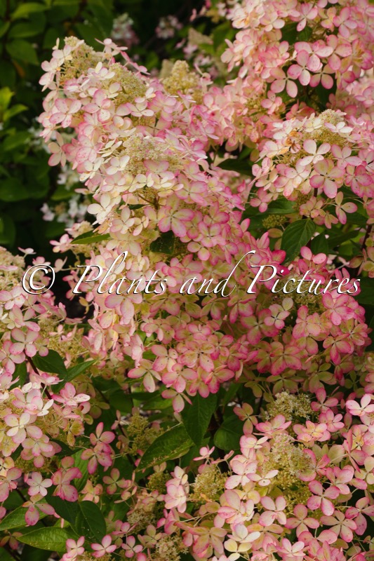 Hydrangea paniculata ‘Renxolor’ (PASTEL GREEN)
