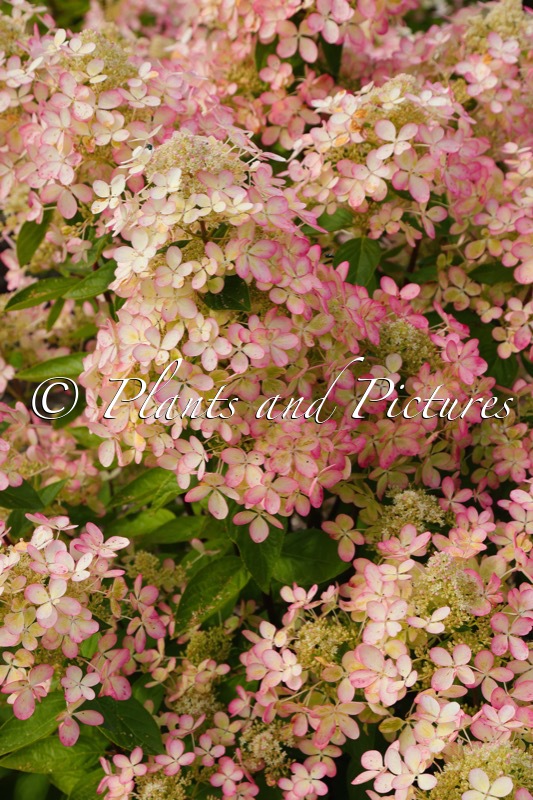 Hydrangea paniculata ‘Renxolor’ (PASTEL GREEN)