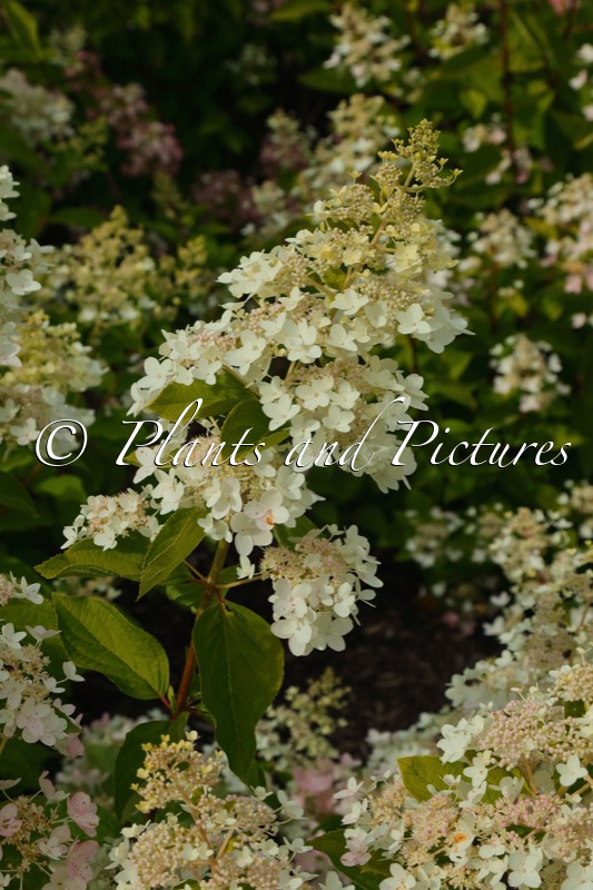 Hydrangea paniculata ‘Everest’