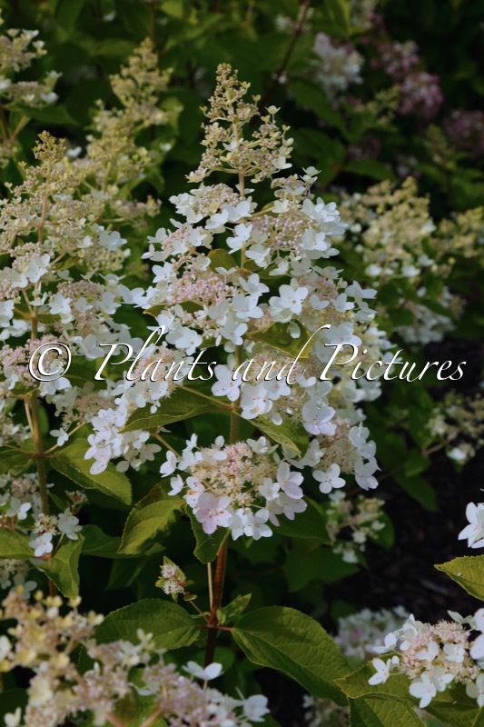 Hydrangea paniculata ‘Everest’