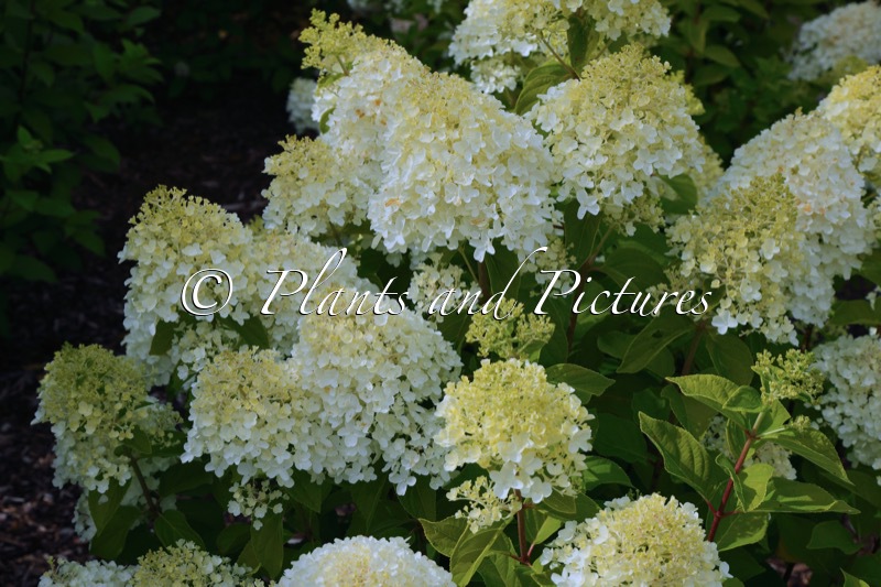 Hydrangea paniculata ‘LC NO5’ (LIVING SUMMER SNOW)