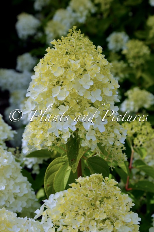 Hydrangea paniculata ‘LC NO5’ (LIVING SUMMER SNOW)