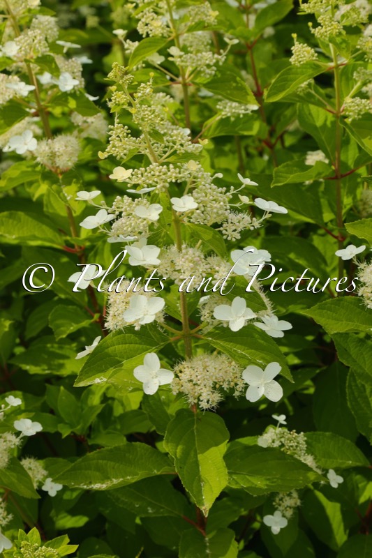 Hydrangea paniculata ‘Greenspire’