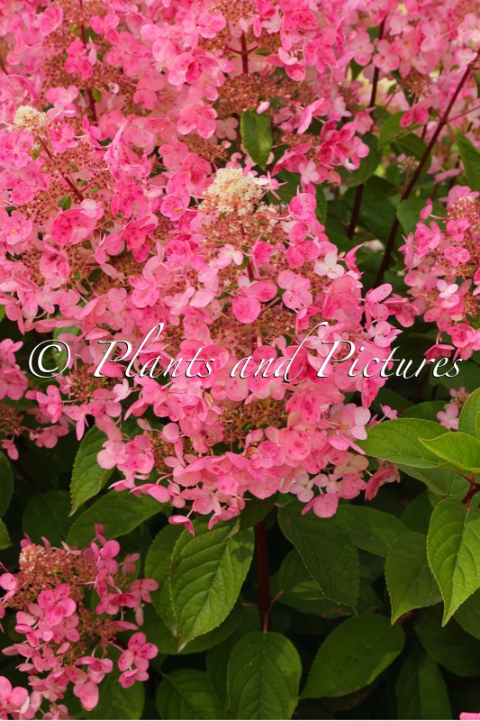 Hydrangea paniculata ‘Wim’s Red’