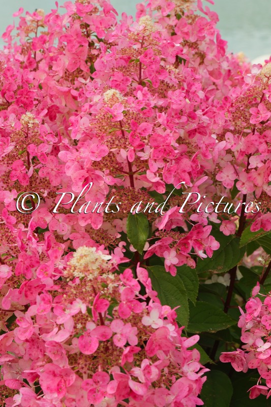Hydrangea paniculata ‘Wim’s Red’