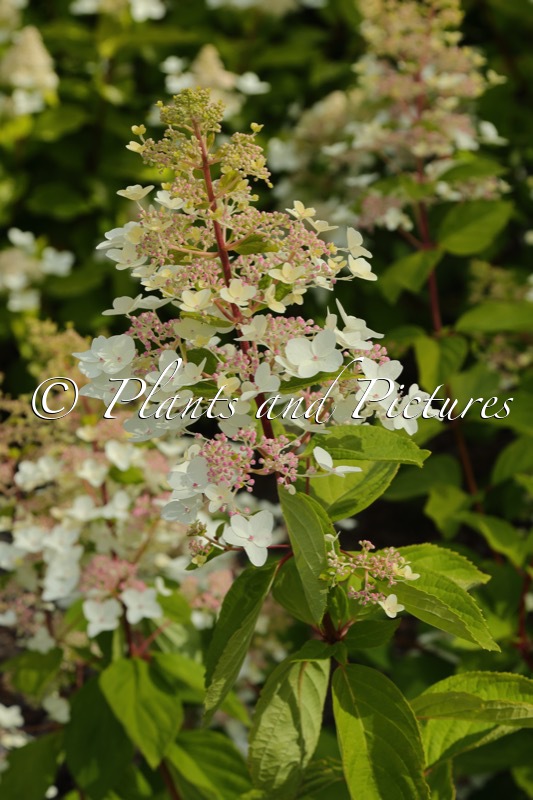 Hydrangea paniculata ‘White Tiara’