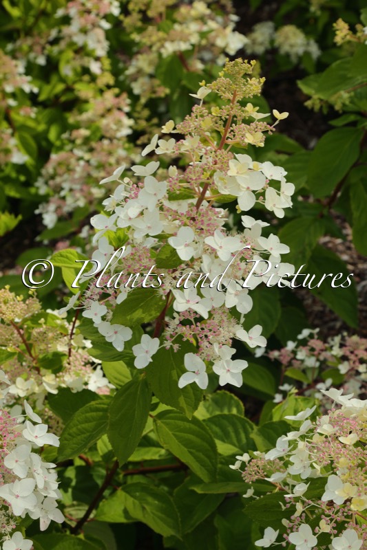 Hydrangea paniculata ‘White Tiara’