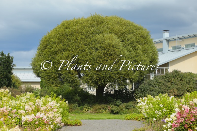 Salix rubens ‘Bullata’