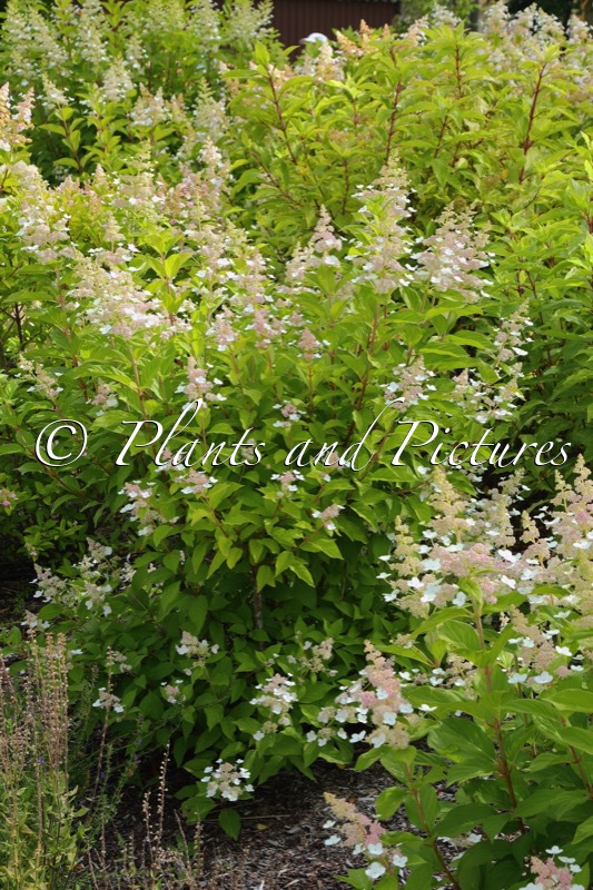 Hydrangea paniculata ‘Tender Rose’