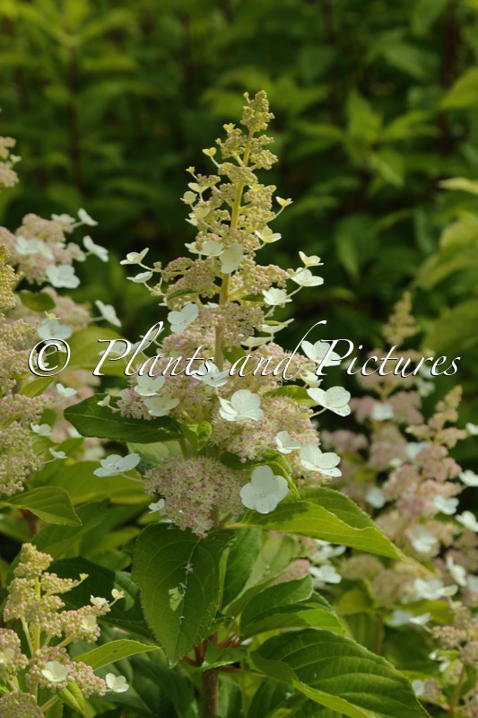 Hydrangea paniculata ‘Tender Rose’
