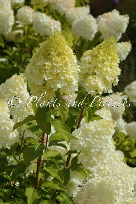 Hydrangea paniculata ‘Polar Bear’