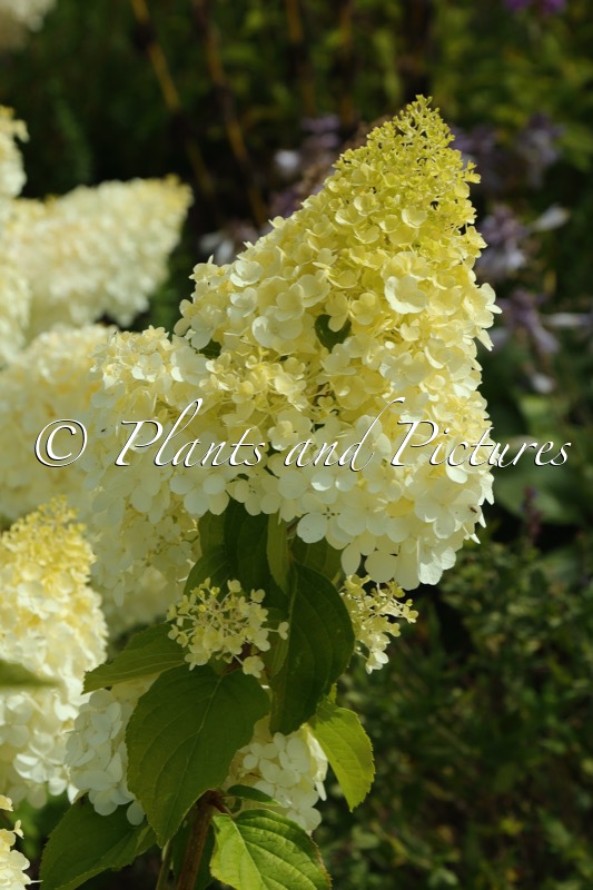 Hydrangea paniculata ‘Polar Bear’