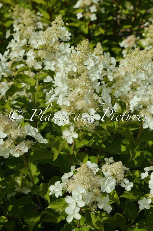 Hydrangea paniculata ‘Pink Lady’