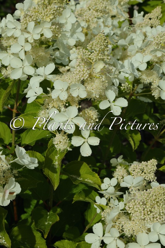 Hydrangea paniculata ‘Pink Lady’