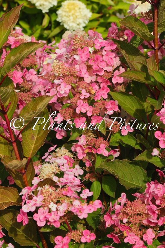 Hydrangea paniculata ‘HPOPR018’ (EARLY HARRY)