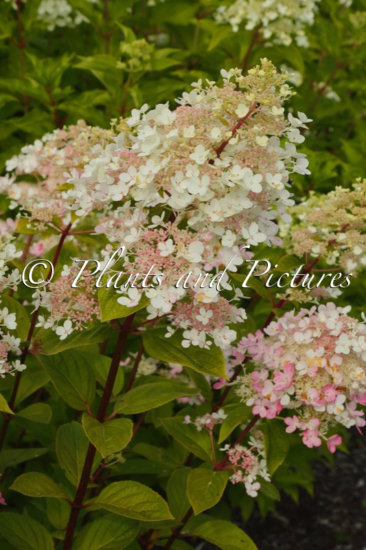 Hydrangea paniculata ‘Ruby’ (ANGEL’S BLUSH)