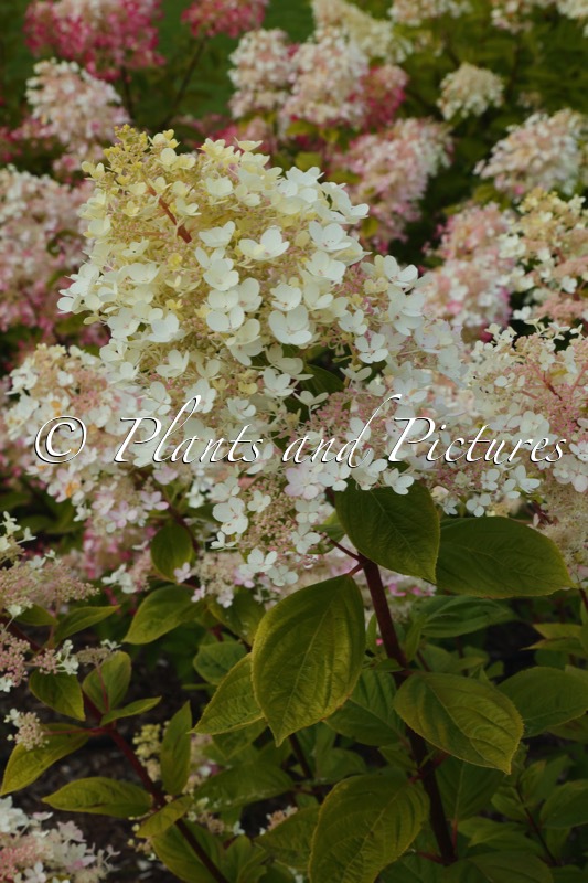 Hydrangea paniculata ‘Ruby’ (ANGEL’S BLUSH)