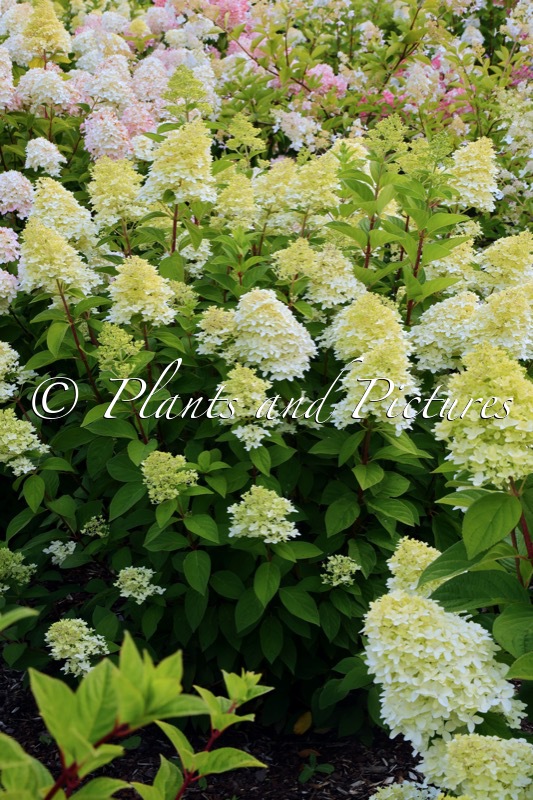 Hydrangea paniculata ‘Kolmakilima’ (MAGICAL KILIMANJARO)