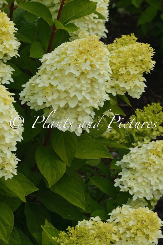 Hydrangea paniculata ‘Kolmakilima’ (MAGICAL KILIMANJARO)