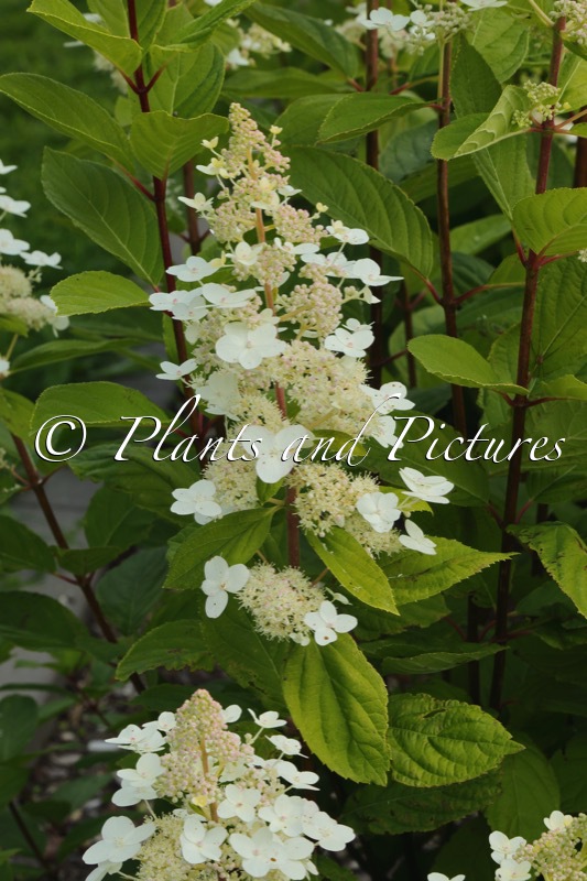 Hydrangea paniculata ‘Mathilde’