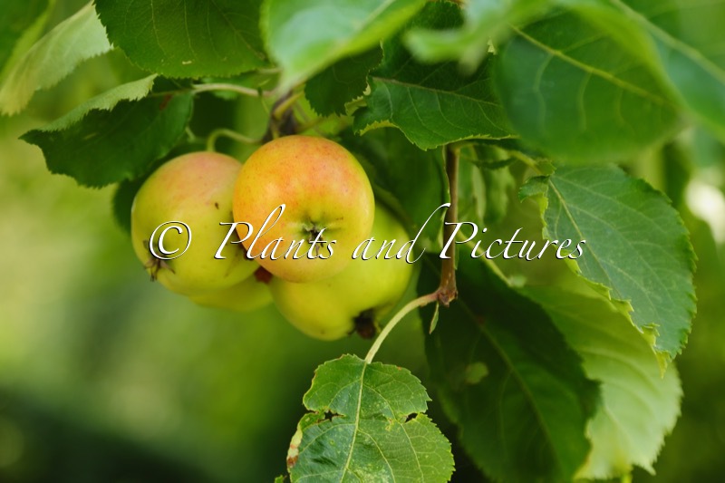 Malus ‘Hyvingiensis’
