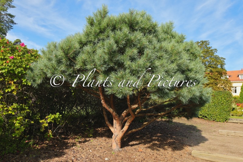 Pinus sylvestris ‘Watereri’