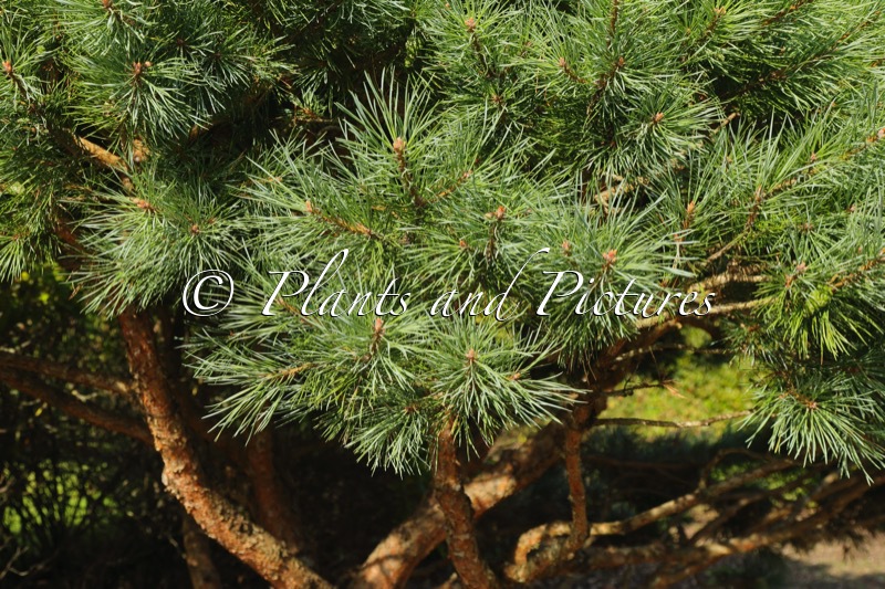Pinus sylvestris ‘Watereri’