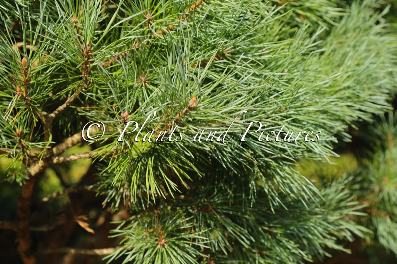 Pinus sylvestris ‘Watereri’